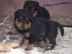 Wir haben Rottweiler Welpen mit ADRK Pap