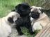 S??e kleine Mini Mops welpen suchen ein