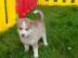 Reinrassige Blue Eye Siberian Husky Welp