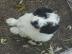 Tibet Terrier Welpen d�rfen nun ausziehe