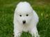 Wundersch�ne Samoyedo-Welpen (Geschenke)