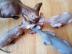 K�tzchen Kanadischer Sphynx mit Stammbau