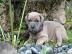 Sch?ne Cane Corso