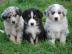 Australian Shepherd welpen  abzugeben