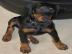 Wir haben einen sch�nen Wurf von Doberma