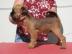 Br�sseler Griffon mit Stammbaum