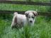 Liebevolle Australian Shepherd Welpen au