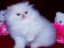 Perser Kater f�r Weihnachten