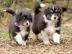 Erstklassige ASCA Australian Shepherd We