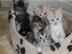 Maine Coon M�dels und jungs mit Papieren