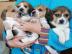 Beagle-Welpen zu verkaufen