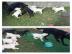 Zertifizierte Pedigree Labrador Welpen