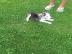 Sibirische husky Welpen