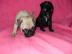 Wundersch�ne Mops Welpen