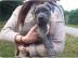 American staffort Bluline Welpen