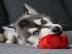 Teetasse Pomsky Welpen