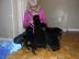 ROTTWEILER WELPEN BEREIT MIT PAPIEREN