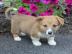 Gut sozialisierte Welsh Corgi (Pembroke)
