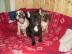 Reinrassige franz�sische Bulldoggen