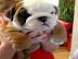 Adorable English Bulldog Welpen zum Verk
