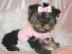 Yorkshire Terrier Welpen