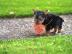 x. mas Yorkshire Terrier Welpen VERF�GBAR