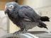 Kongo-Afrikaner Grey Parrots f?r Vogelli
