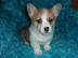 M?nnliche und weibliche Corgi-Waliser-We