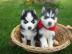 Wir haben Siberian Husky Welpen mit VDH