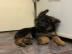 Qualit�tssch�ferhund Welpen zur freien A