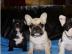 Franz�sische Bulldoggen Blue / Blue red
