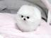 Reinrassige Pomeranian Zwergspitz . 