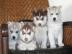 Geschenk SYBERIAN Husky-Welpen f�r ein g