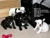 Franz�sische Bulldoge Welpen zu verkaufe