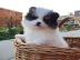 Mini Pomeranian Welpen
