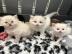 Ragdoll-Katzen zur Adoption