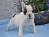 Franz�sische Bulldogge Welpen mit papier
