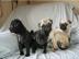 Wir haben derzeit Mops-Welpen
