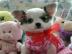 Mini Chihuahua Babys fur 165 euro in (La