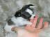 Wundersch�ne MINI Chihuahua Welpen . 