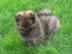 6 wundersch�ne Pomeranian - Zwergspitz -
