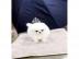 S��e Zwergspitz/Pomeranian welpen suchen