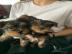 Traumhaft s��e reinrassige Yorkie Welpen