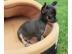 !!!! CHIHUAHUA  Welpe 7 Wochen alt mit