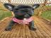 Franz�sische Bulldogg Welpen whatsapp nu