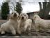 Exklusive Golden Retriever Welpen