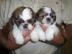 Shih Tzu Welpen