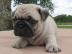Mops welpen