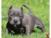 Registrierte Pure Bred Pitbull Welpen