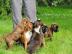 Typvolle Boxer Welpen in sehr sch�nem